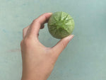 Courgette ronde - agriuclture raisonnée - St Cézaire sur Siagne