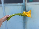 Courgette trompette - agriculture raisonnée - St Isidore