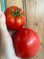 Tomate ancienne - agriculture biologique - St Antonin