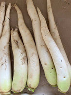 Radis daikon (radis blanc) - agriculture biologique - Collongues