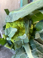 Chou fleur -agriculture raisonnée - Cagnes sur mer