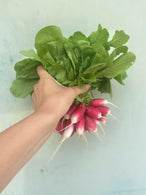 Radis botte agriculture raisonnée - Cagnes sur mer