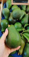 Avocat de St Laurent du var -agriculture naturelle