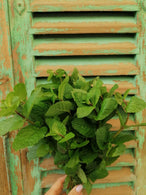 Menthe fraîche - agriculture raisonnée - St Isidore