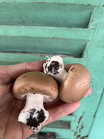 Champignon brun de Paris, Provence