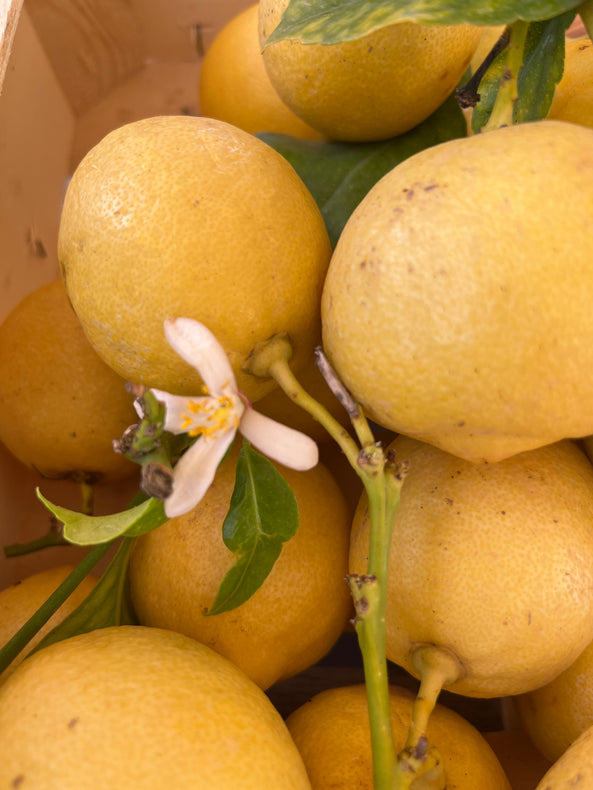 Citron jaune, St Isidore - agriculture raisonnée