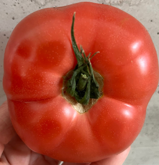 Tomate ronde charnue rose - BIO- Provence, France (500g ou 1kg)