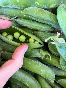 Petits pois- agriculture raisonnée - Cagnes sur mer