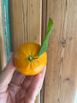 Mandarine - agriculture naturelle - St Isidore