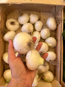 Oignon frais blanc - agriculture raisonnée - St Isidore