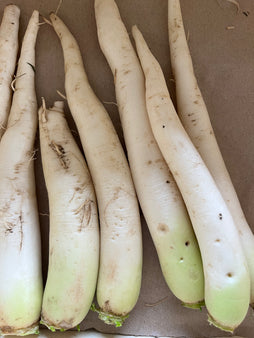 Radis daikon (radis blanc) - agriculture biologique - Collongues