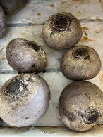 Betterave crue -agriculture biologique - Bretagne