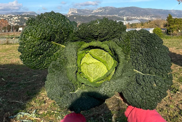 Chou vert, Colomars -agriculture raisonnée