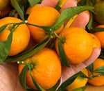 Clémentine petit calibre - BIO - France, Corse (Aleria)