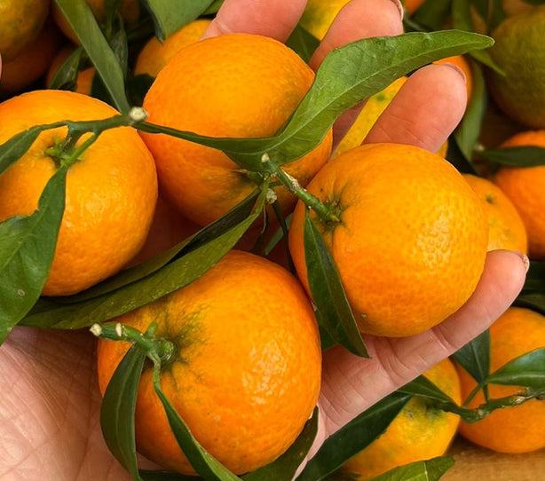 Clémentine petit calibre - BIO - France, Corse (Aleria)