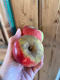 Pomme nouvelle récolte akane - bio - Provence