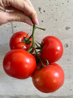 Tomate ronde grappe - BIO - Italie (les 500g)