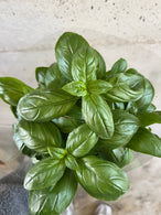 Pot de basilic - BIO - France