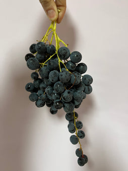 Raisin muscat du Vaucluse-agriculture raisonnée