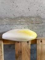 Endive BIO, Nord France