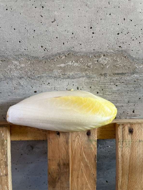 Endive BIO, Nord France