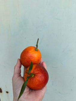 Orange semi sanguine -agriculture biologique - Sicile