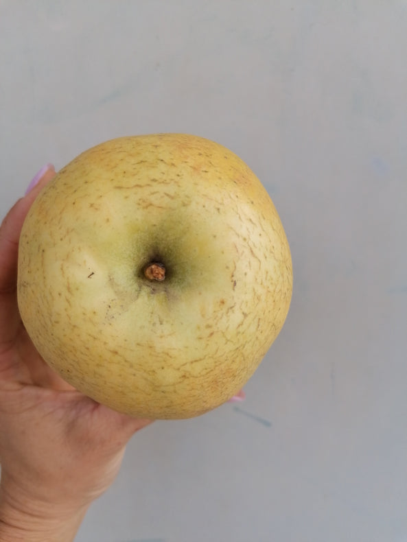 Pomme nouvelle Chantecler, Entrevaux - agriculture raisonnée