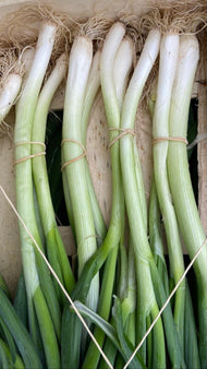 Botte de cébettes de St Isidore -agriculture raisonnée